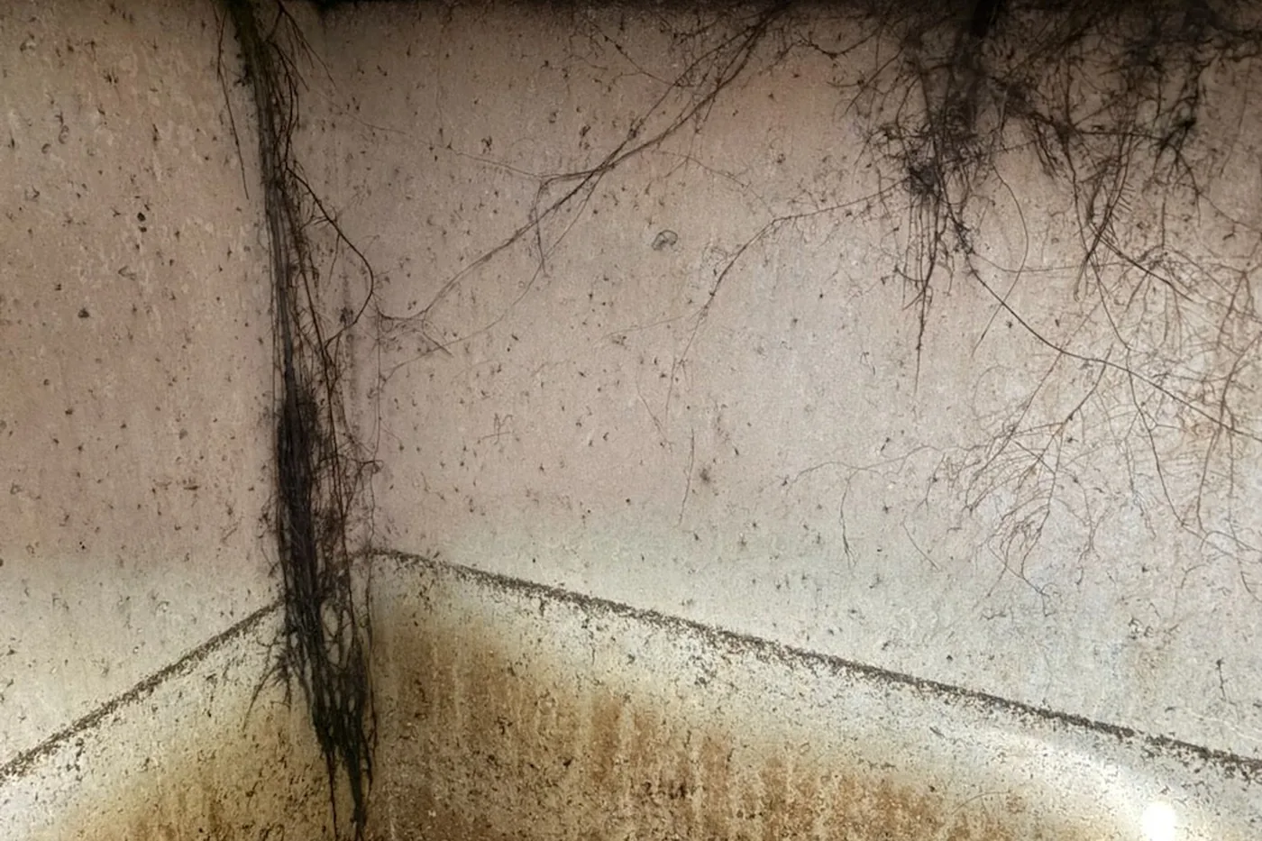 Interior concrete septic tank walls showing root intrusion found during an inspection